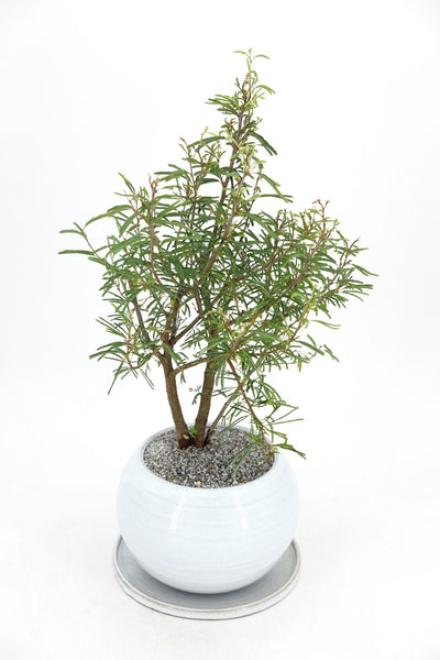 powder puff bonsai tree Pink Powderpuff Bonsai