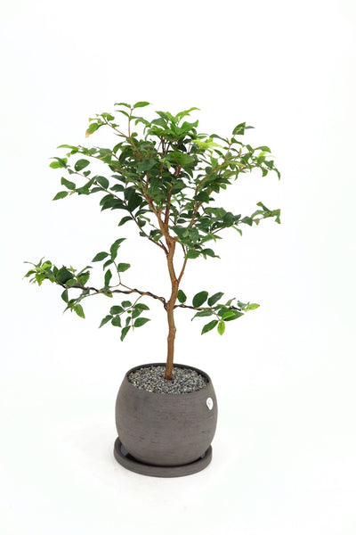 jaboticaba bonsai tree Jaboticaba Bonsai