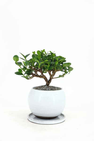 natal plum bonsai tree Dwarf Natal Plum