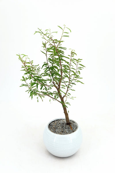 powder puff tree bonsai Pink Powderpuff Bonsai
