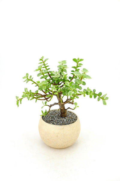'Georgette' the Dwarf Variegated Elephant Bush - #745