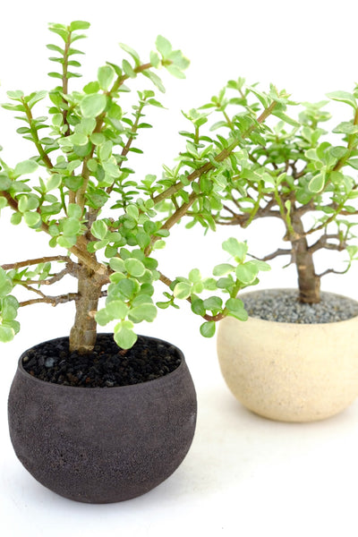 'Georgette' the Dwarf Variegated Elephant Bush - #745