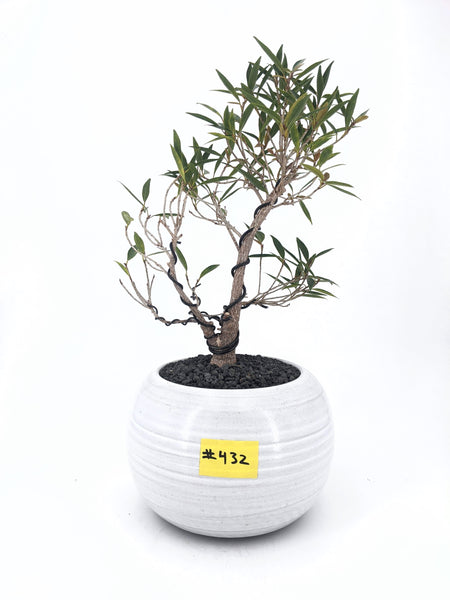 'Nene' the Willow Leaf Fig - #432