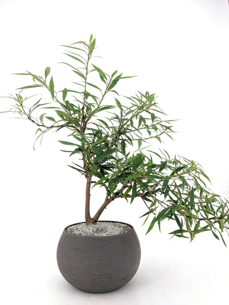 'Nene' the Willow Leaf Fig - #531