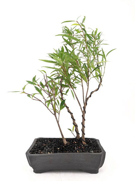 'Nora' the Willow Leaf Fig Forest - #571