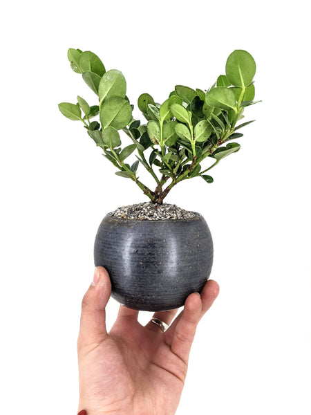 natal plum bonsai tree Dwarf Natal Plum