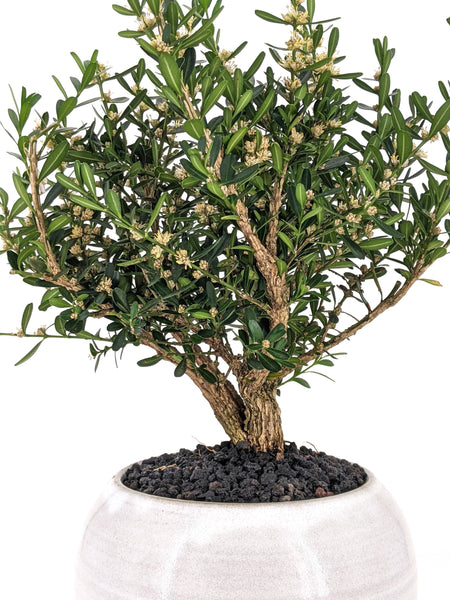 boxwood indoor plant Harland Boxwood Modern Bonsai