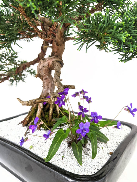 flowering juniper bonsai tree Shimpaku Juniper