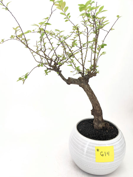 'Merlin' the Chinese Elm - #614