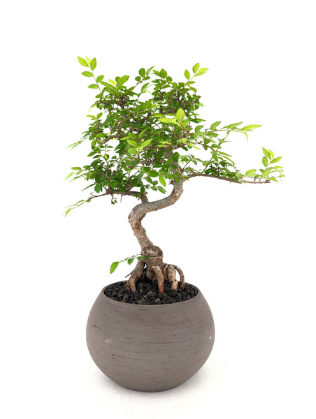bonsai tree zen Chinese Elm Bonsai