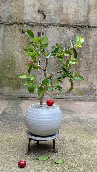 'Tille' the Barbados Cherry