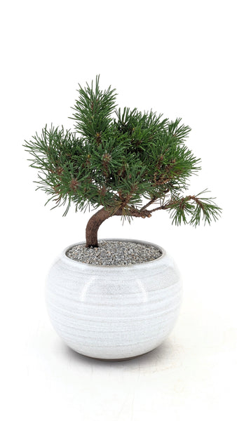 tesco bonsai tree Dwarf Mugo Pine Modern Bonsai