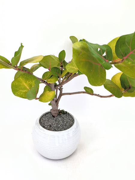 sea grape indoor plant 'Coco' the Sea Grape