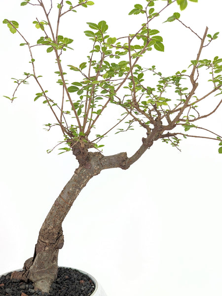 chinese elm bonsai tree for sale Chinese Elm Bonsai