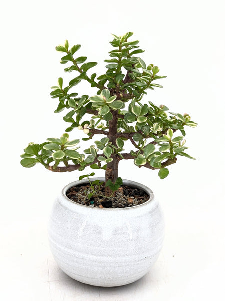 elephant jade plant 'Georgette' the Variegated Elephant Bush