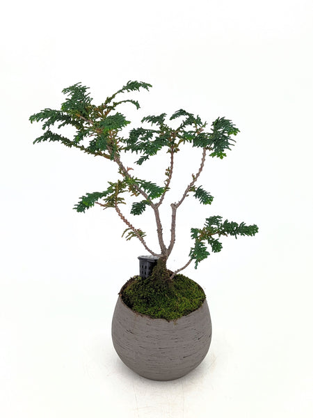 bonsai fern tree Fernspray Hinoki Cypress Bonsai
