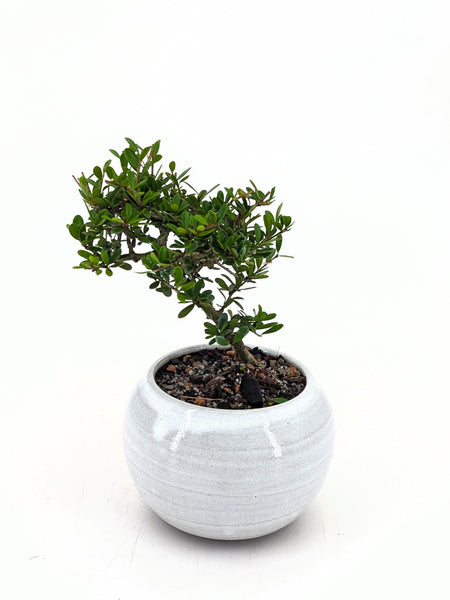 publix bonsai tree Tropical Boxwood Bonsai