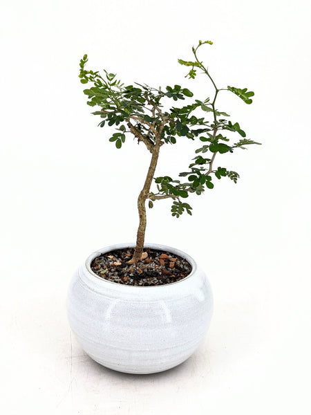 ebony tree bonsai 'Walter' the Texas Ebony