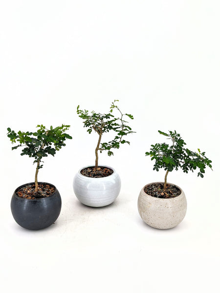 ebony tree bonsai Texas Ebony Modern Bonsai