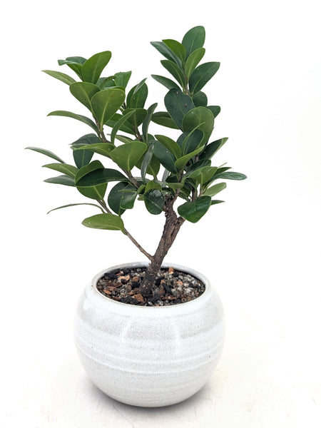 can you bonsai a fig tree 'Verne' the Compact Fig