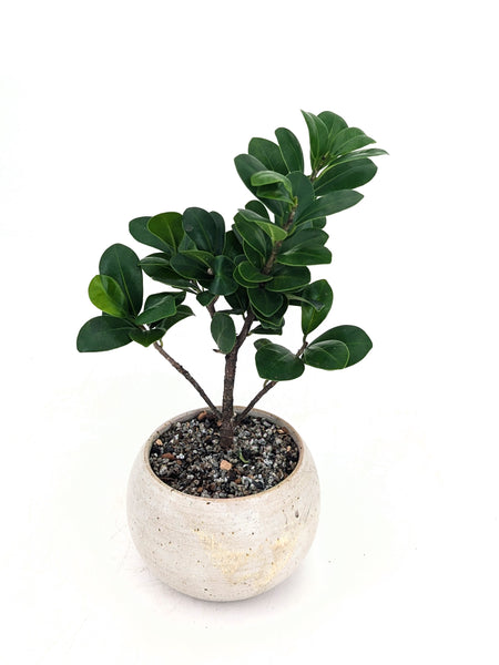 ficus nana money tree Compact Ficus Bonsai
