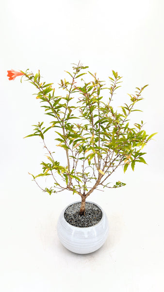 bonsai pomegranate tree Dwarf Pomegranate Bonsai