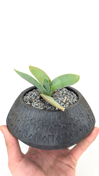 bonnie plants pots Propeller Plant Bonsai