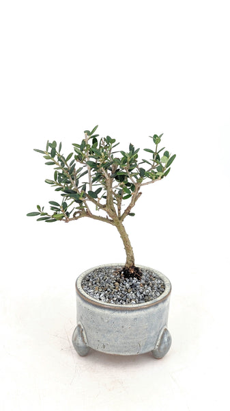 olive tree bonsai indoor 'Olivia' the European Olive Tree