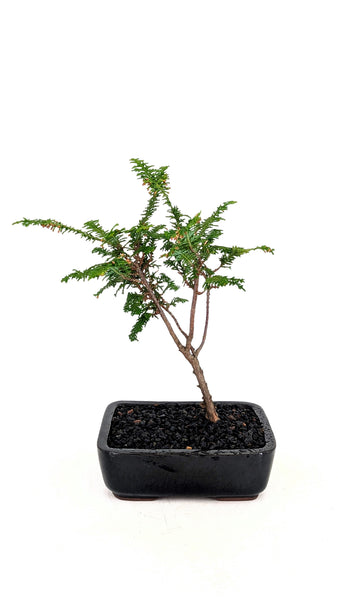 hinoki cypress tree bonsai Fernspray Hinoki Cypress Bonsai
