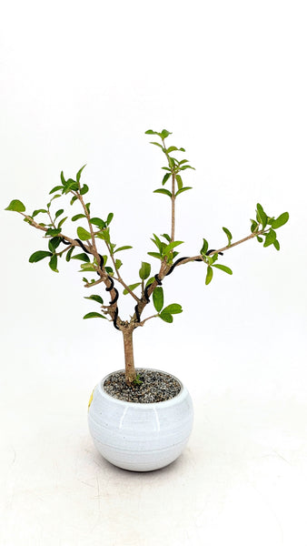 barbados cherry bonsai tree 'Tille' the Barbados Cherry