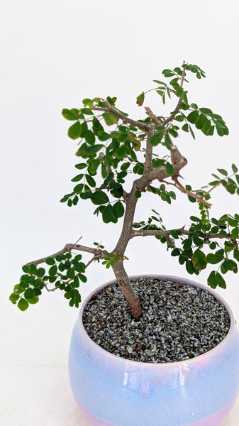 sandalwood tree bonsai Flowering Bloodwood Bonsai