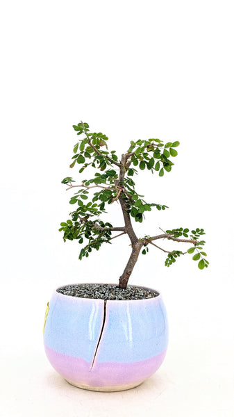 bonsai tree etsy Flowering Bloodwood Bonsai