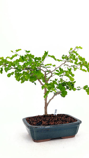 bloodwood tree bonsai 'Diego' the Bloodwood Tree