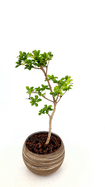 'Dora' the Black Olive in Dune Planter