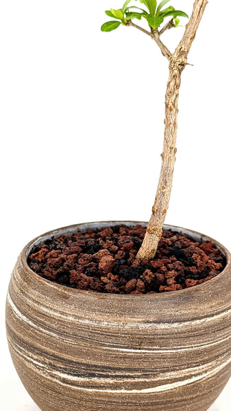 'Dora' the Black Olive in Dune Planter