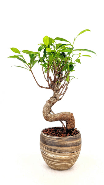 'Hal' the Chinese Banyan in Dune Planter