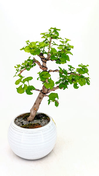 ginkgo biloba bonsai tree 'Metis' the Ginkgo