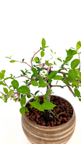 'Ayana' the Barbados Cherry in Dune Planter