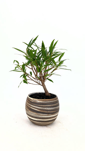 'Nene' the Willow Leaf Fig in Dune Planter