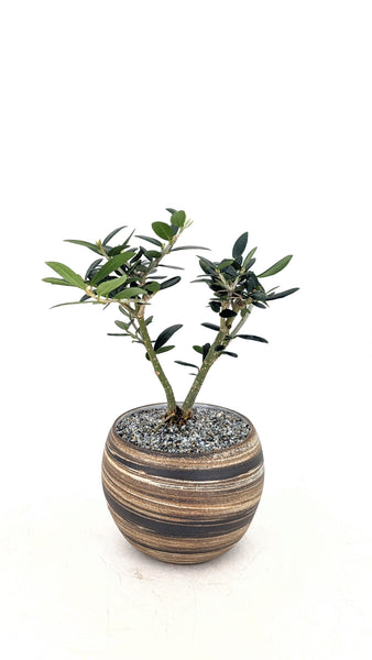 european olive tree bonsai 'Olivia' the European Olive in Dune Planter