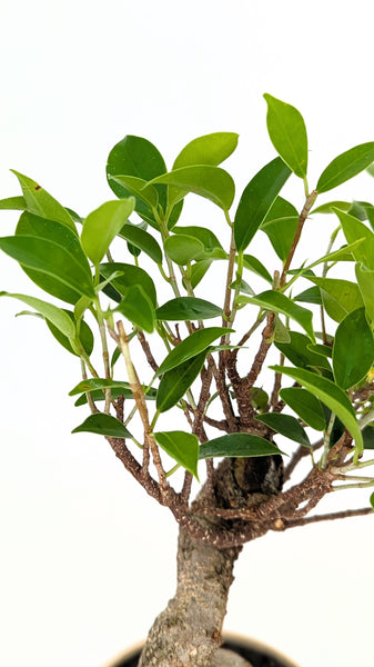 'Hal' the Chinese Banyan - #790