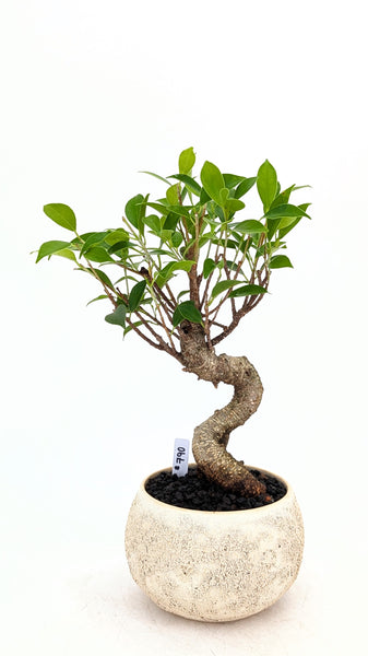 'Hal' the Chinese Banyan - #790