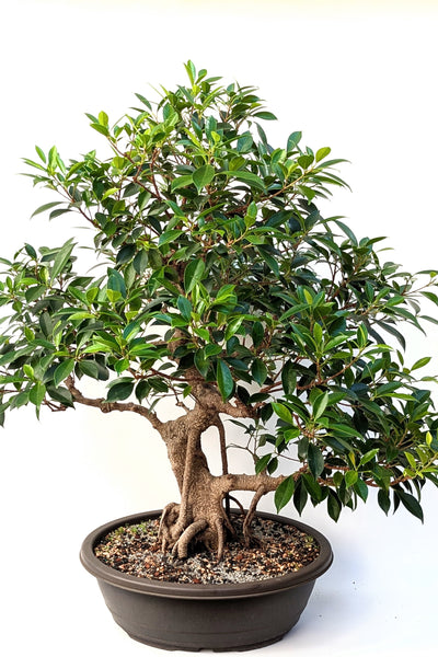 'Hal' the Chinese Banyan - Specimen #2