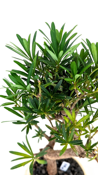 'Podrik' the Buddhist Pine - #794