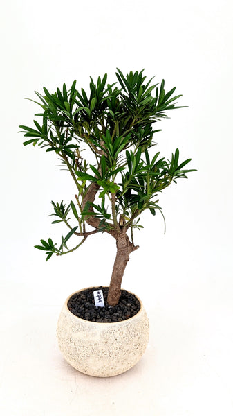 'Podrik' the Buddhist Pine - #794