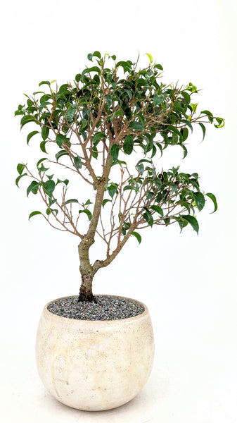 banyan tree bonsai care 'Birdie' the Dwarf Banyan