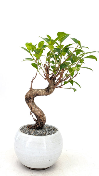 bonsai indoor plants near me Chinese Banyan Modern Bonsai