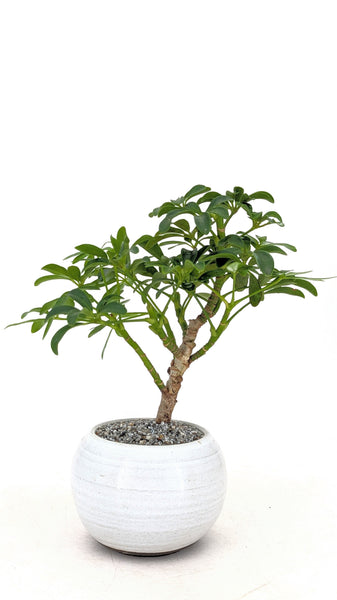 umbrella thorn tree bonsai Dwarf Umbrella Tree Bonsai – Dandy Farmer