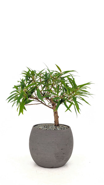 fig tree bonsai for sale Willow Leaf Fig Modern Bonsai