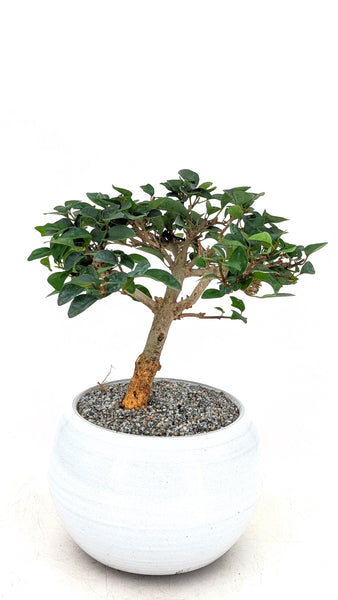 parrot beak bonsai tree Parrot's Beak Bonsai
